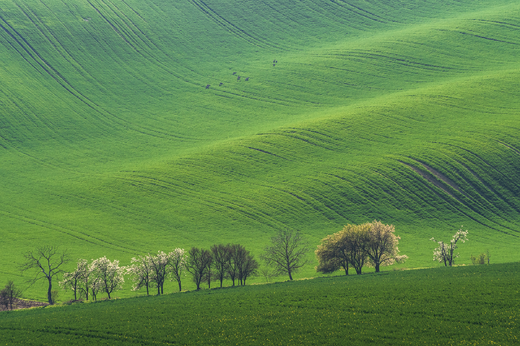Mirabelky / Jižní Morava /
