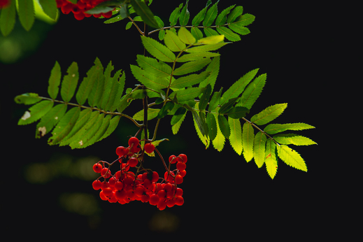 DSC_4634.jpg