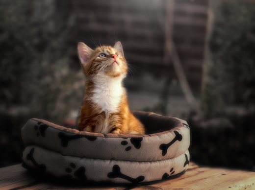 DSC_8067.jpg